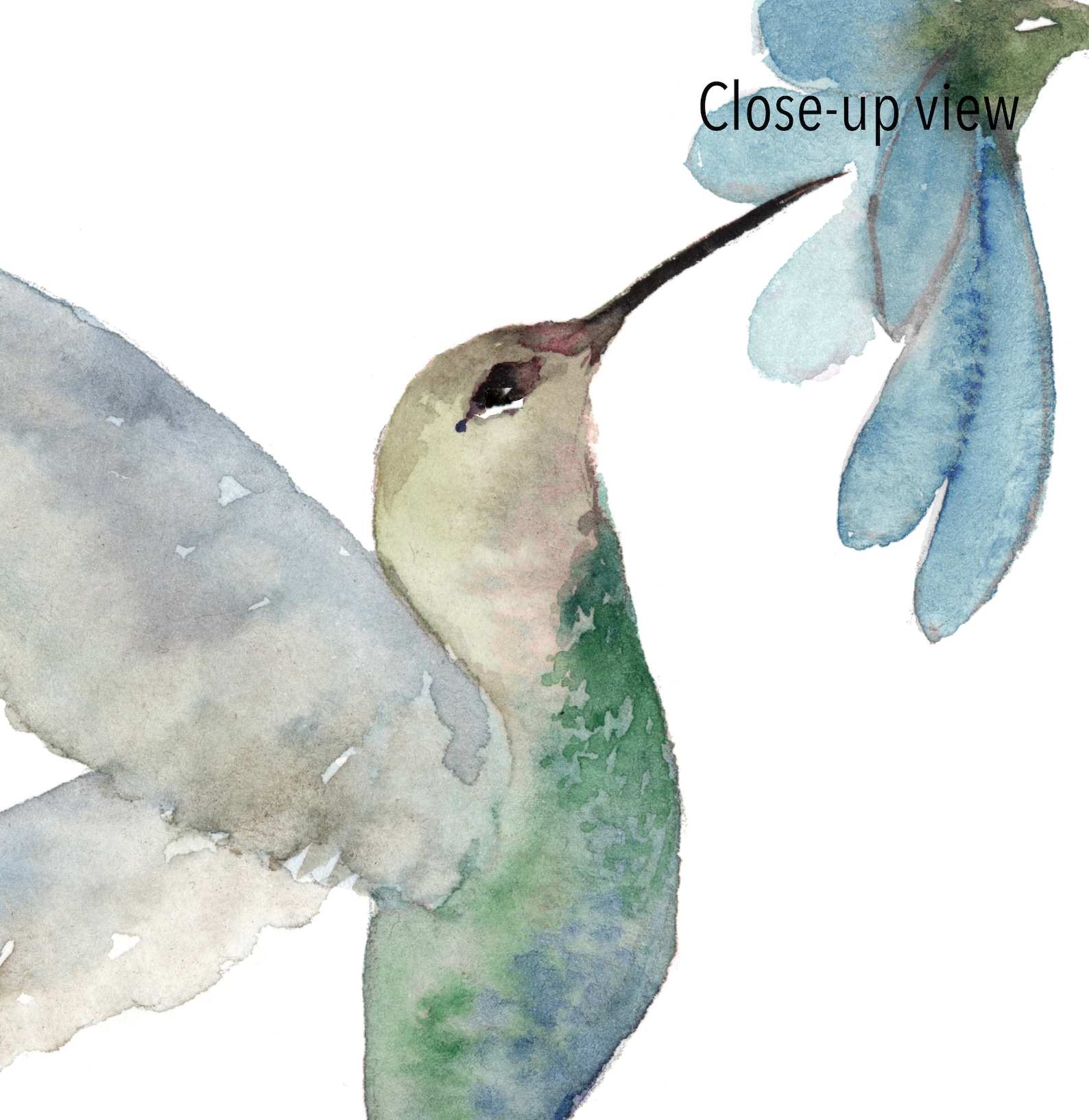 Hummingbird-watercolor Hummingbird-watercolor